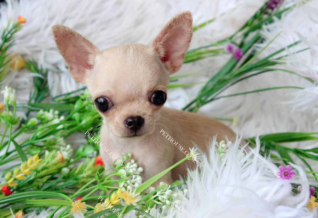 Chó Chihuahua mini vàng kem mã CH001