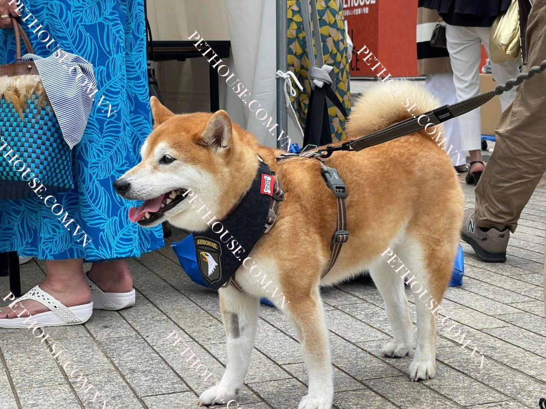 Chó Akita trưởng thành ( nguồn sưu tầm )