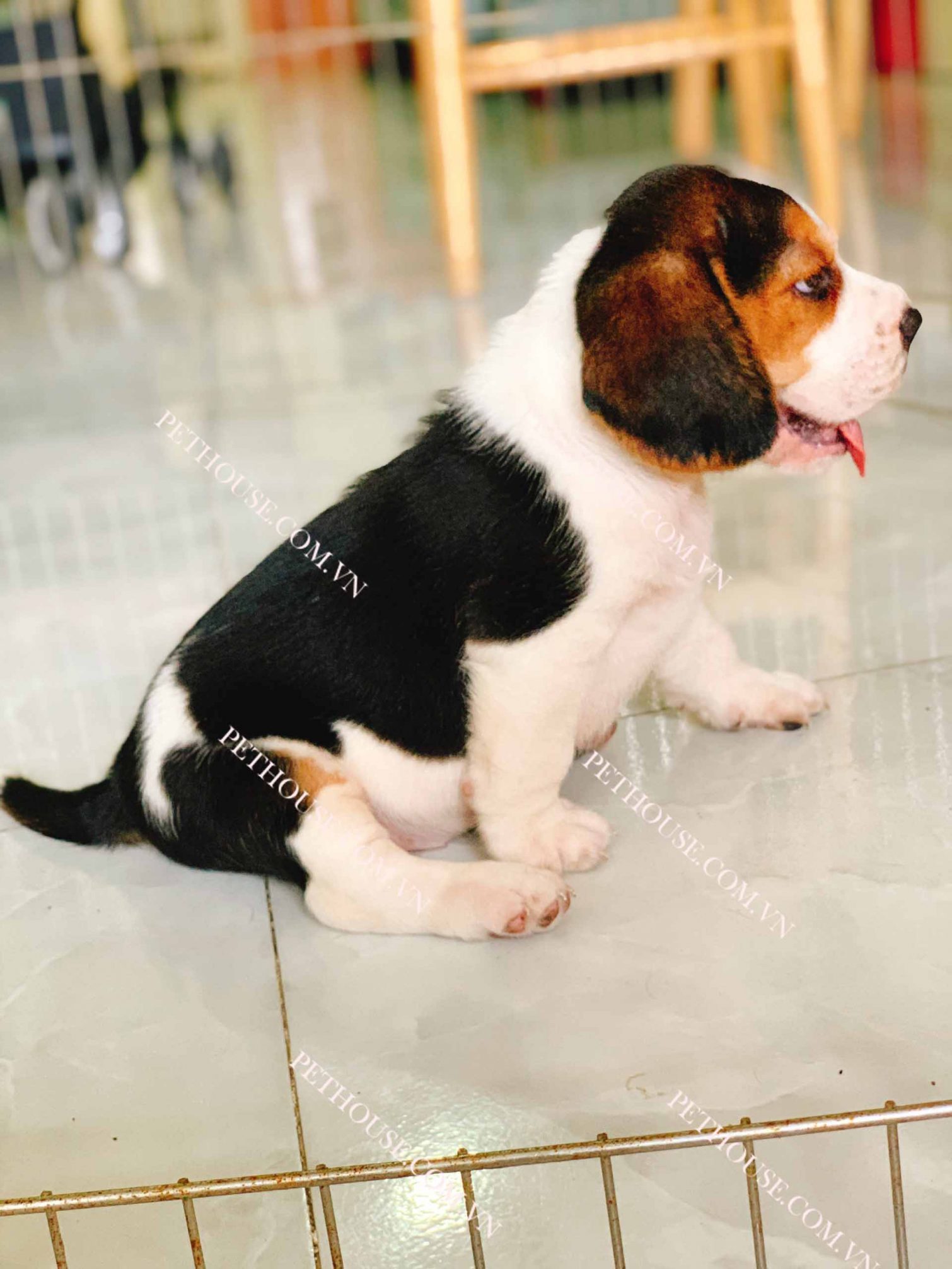Chó Beagle tricolor mã BG002