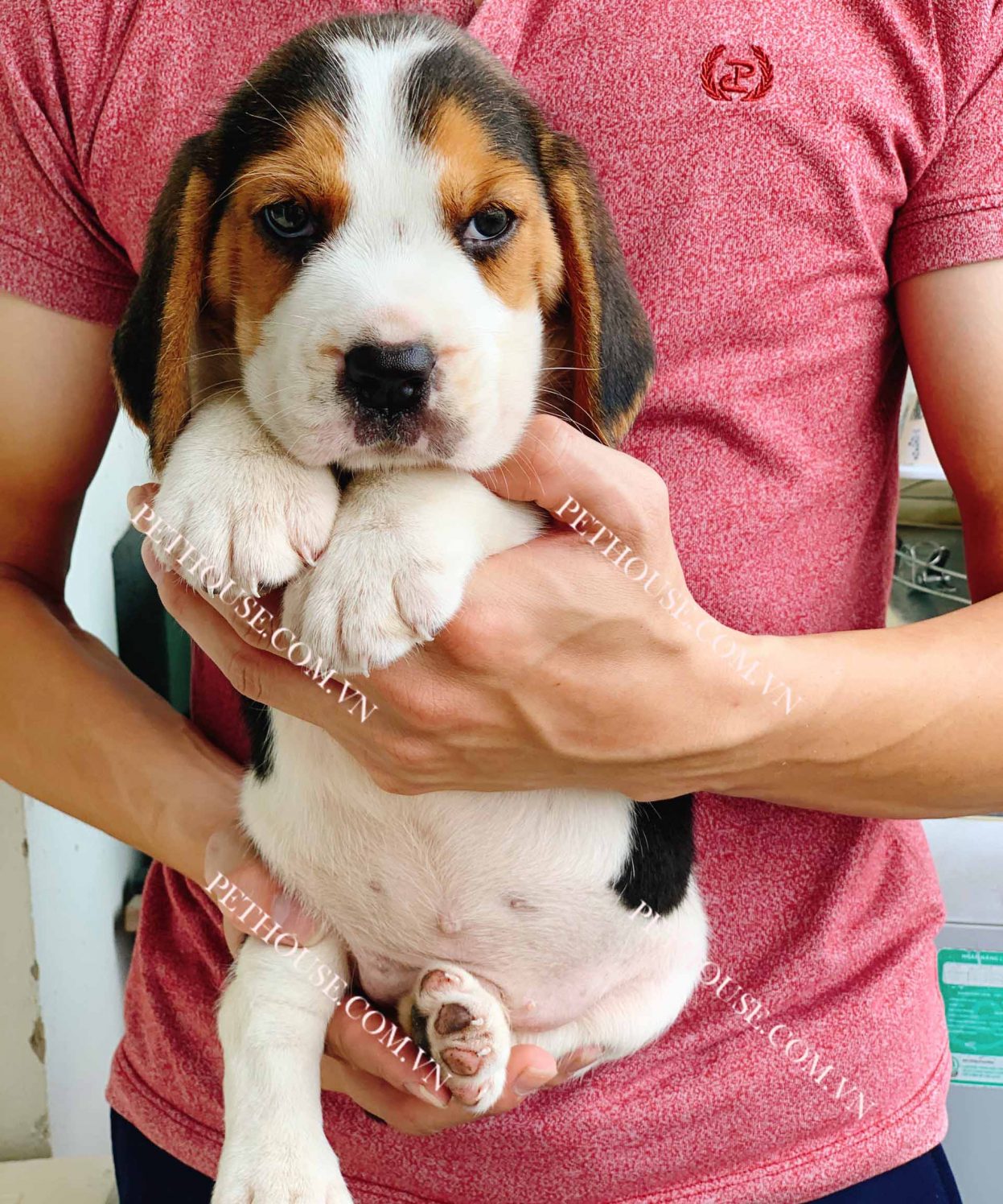 Chó Beagle tricolor mã BG002
