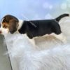 Chó Beagle tricolor BG001