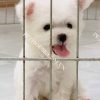 Chó Poodle trắng mã PD004