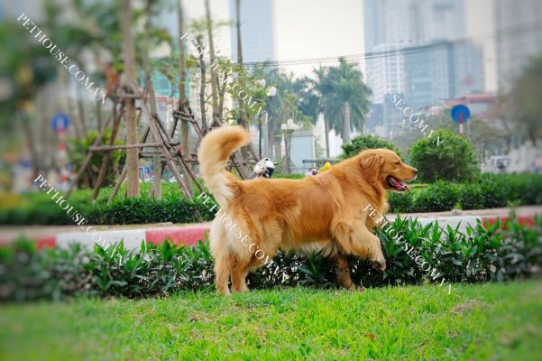 Chó Golden trưởng thành ( nguồn sưu tầm )