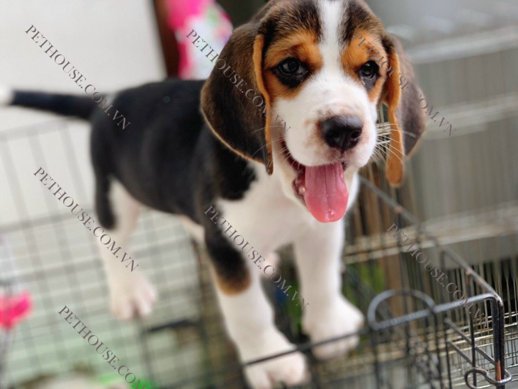 Chó Beagle tại PetHouse