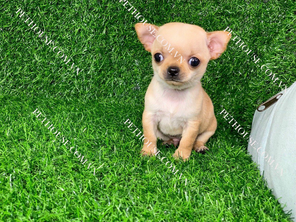 Chó Chihuahua tại PetHouse