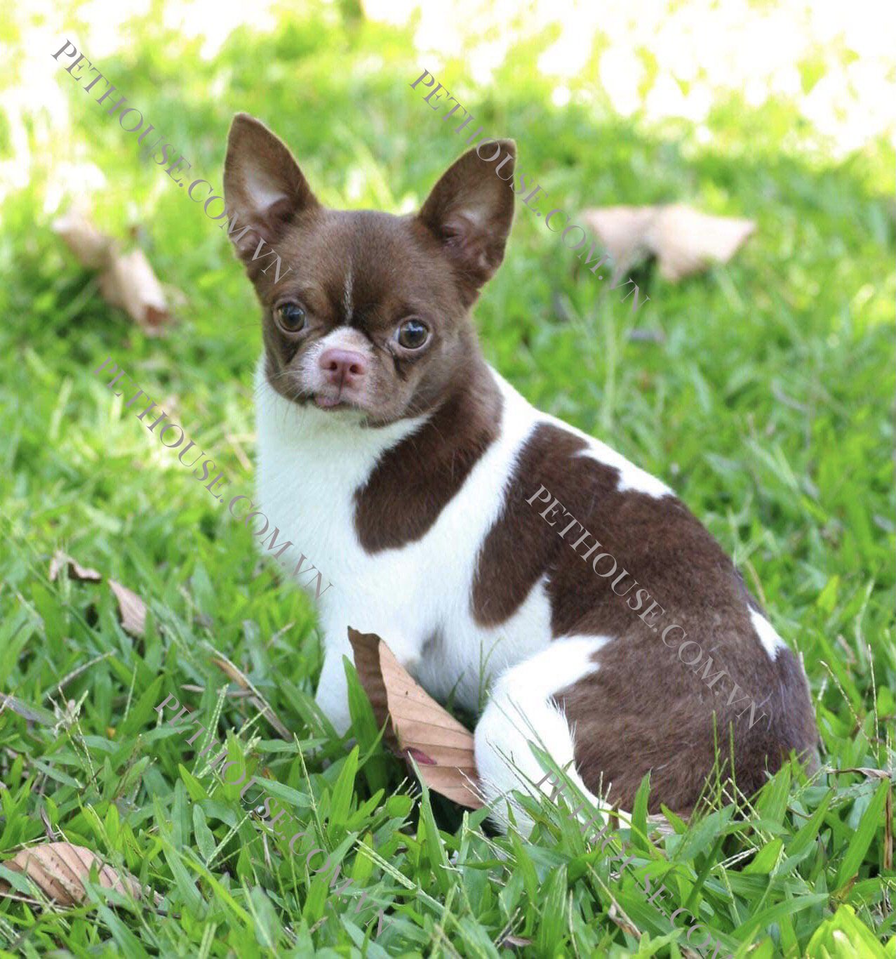Chó Chihuahua trưởng thành ( nguồn sưu tầm )