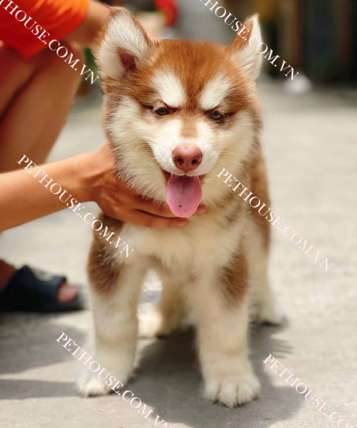 Chó Alaska nâu đỏ mã ALK148