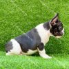 Chó Bull Pháp bò sữa mã BP147