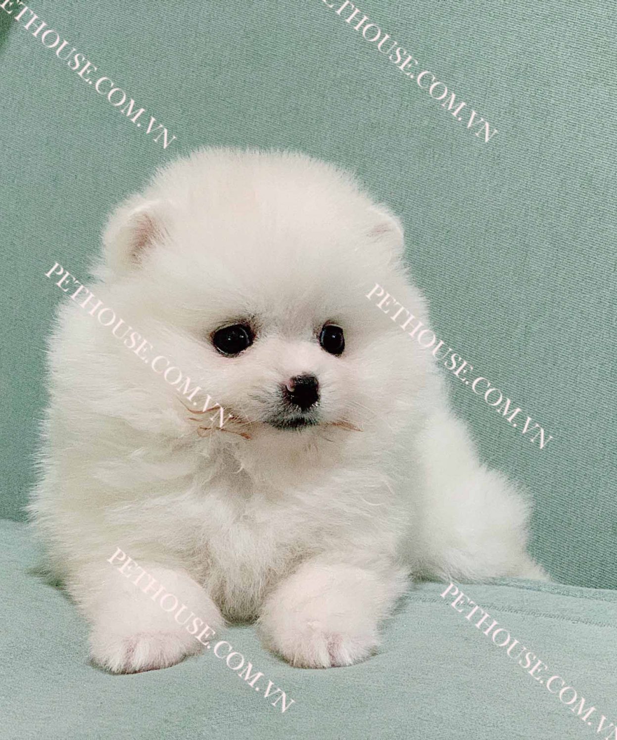 Chó Phốc Sóc trắng PS058