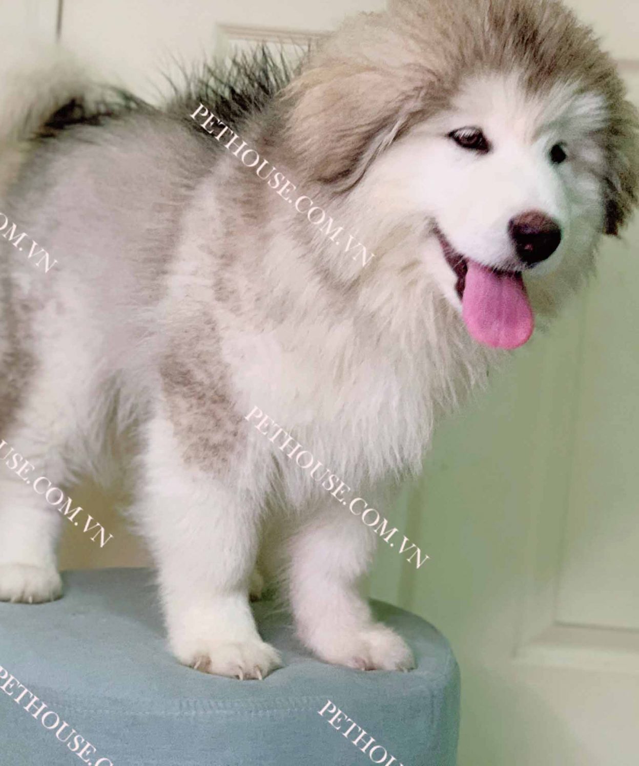 Chó Alaska xám trắng mã ALK085