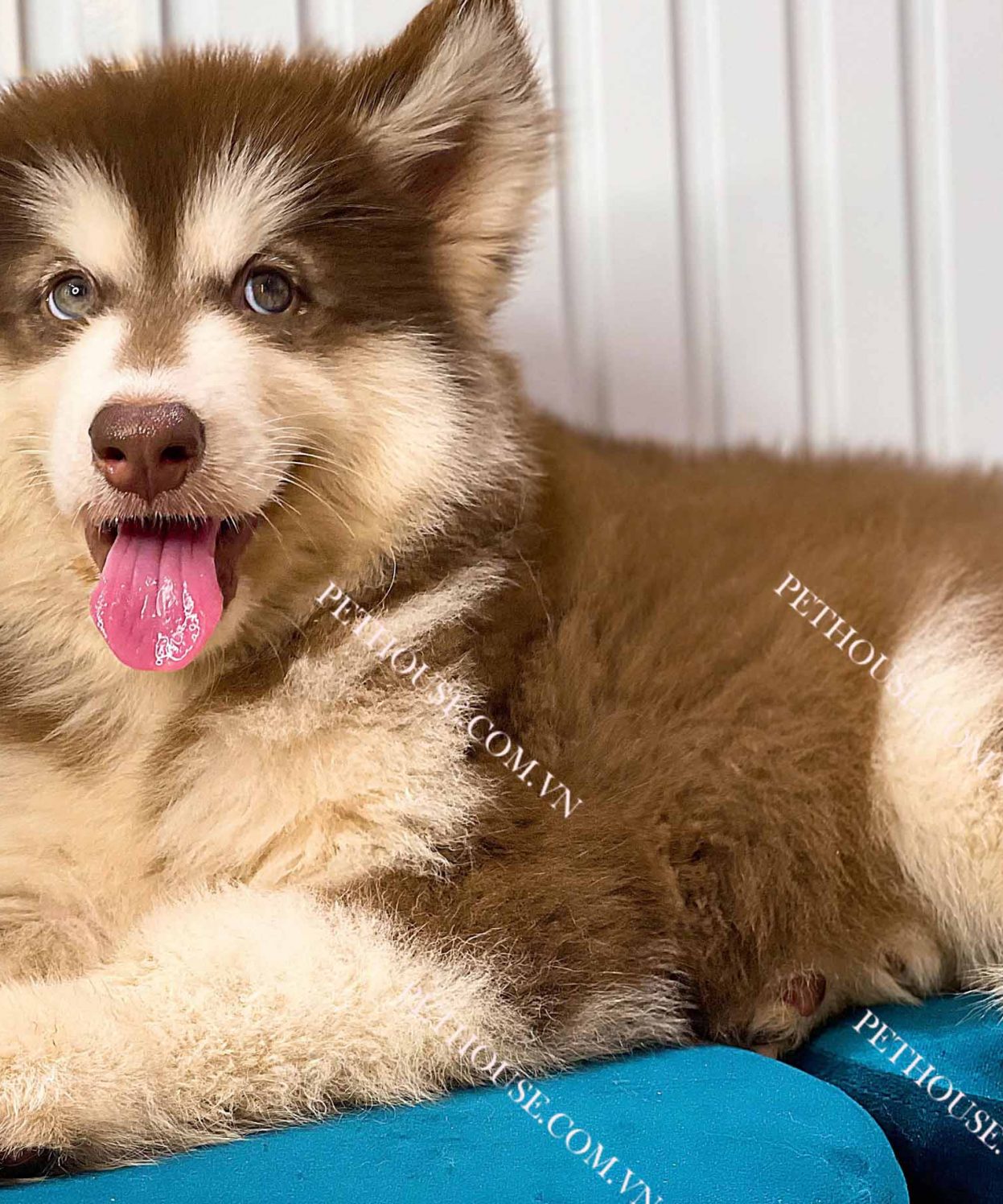 Chó Alaska nâu đỏ mã ALK226