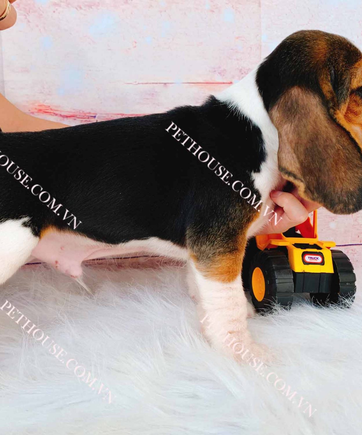 Chó Beagle tricolor đực mã BG201