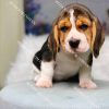 Chó Beagle tricolor mã BG044