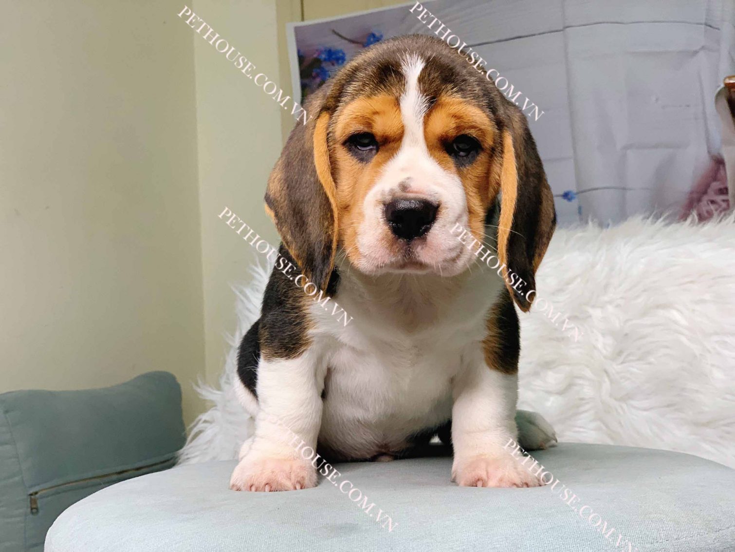 Chó Beagle tricolor mã BG044