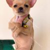 Chó Chihuahua Mini vàng đậm mã CH136