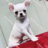 Chó Chihuahua trắng mã CH055