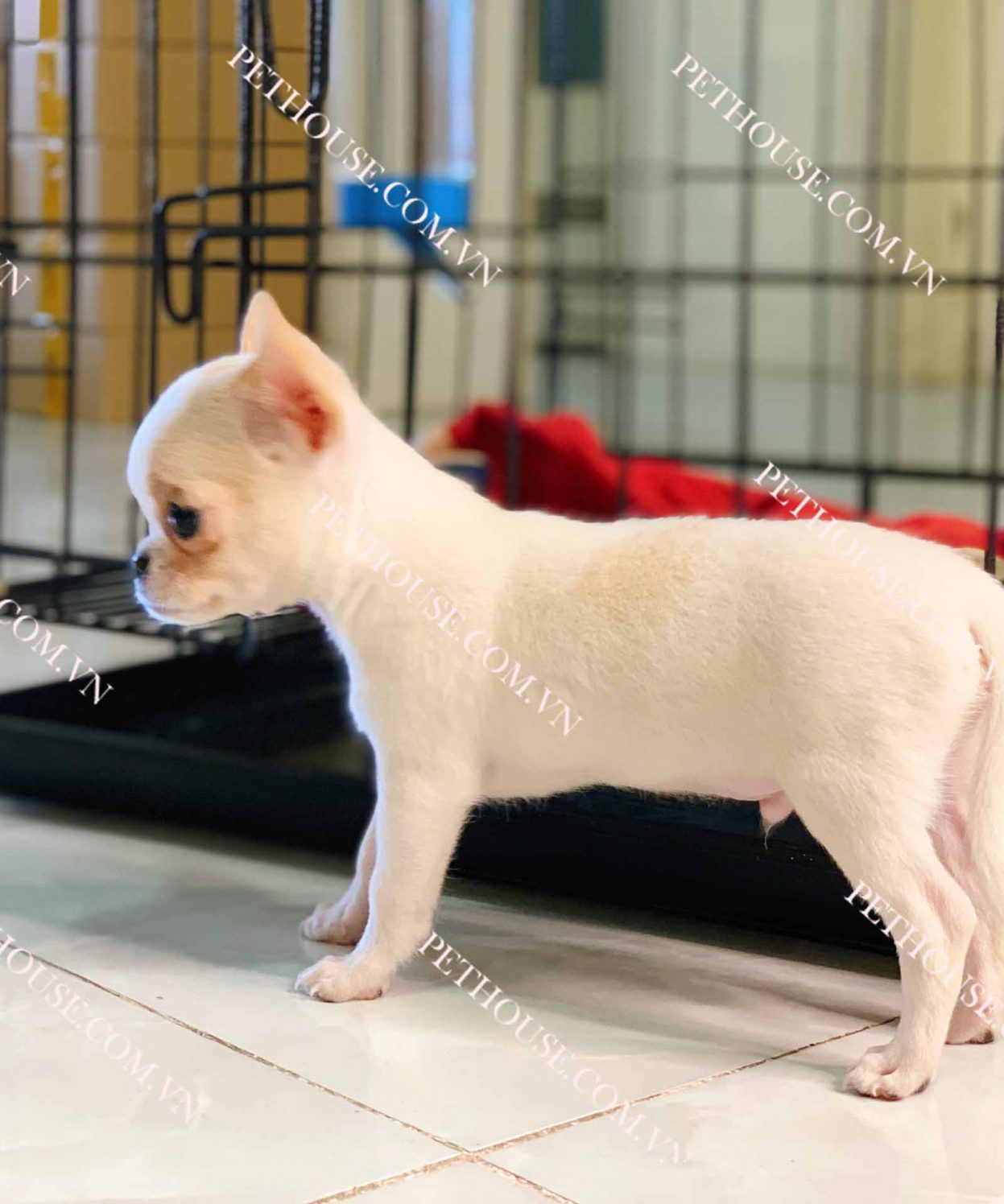 Chó Chihuahua trắng vàng mã CH054