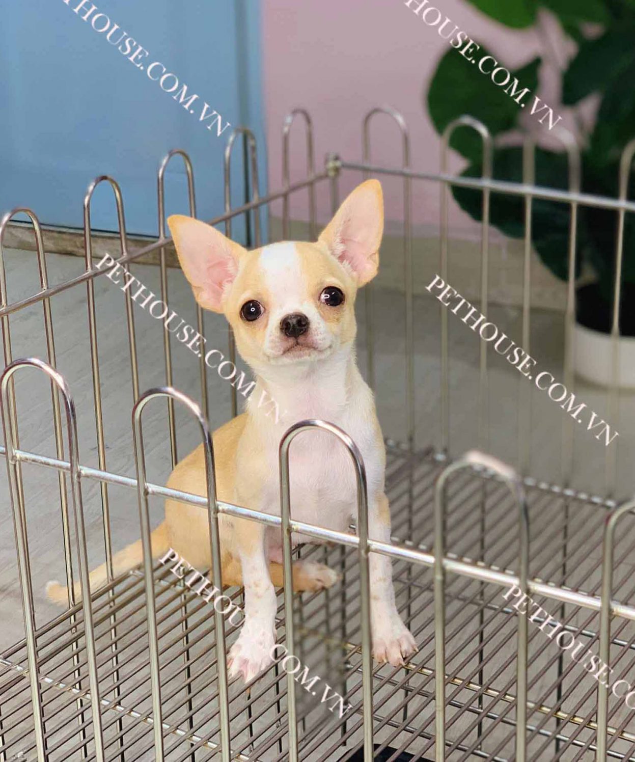 Chó Chihuahua vàng mã CH026