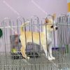 Chó Chihuahua vàng mã CH026