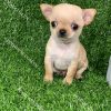 Chó Chihuahua vàng kem mã CH003