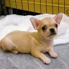Chó Chihuahua mini vàng kem mã CH087