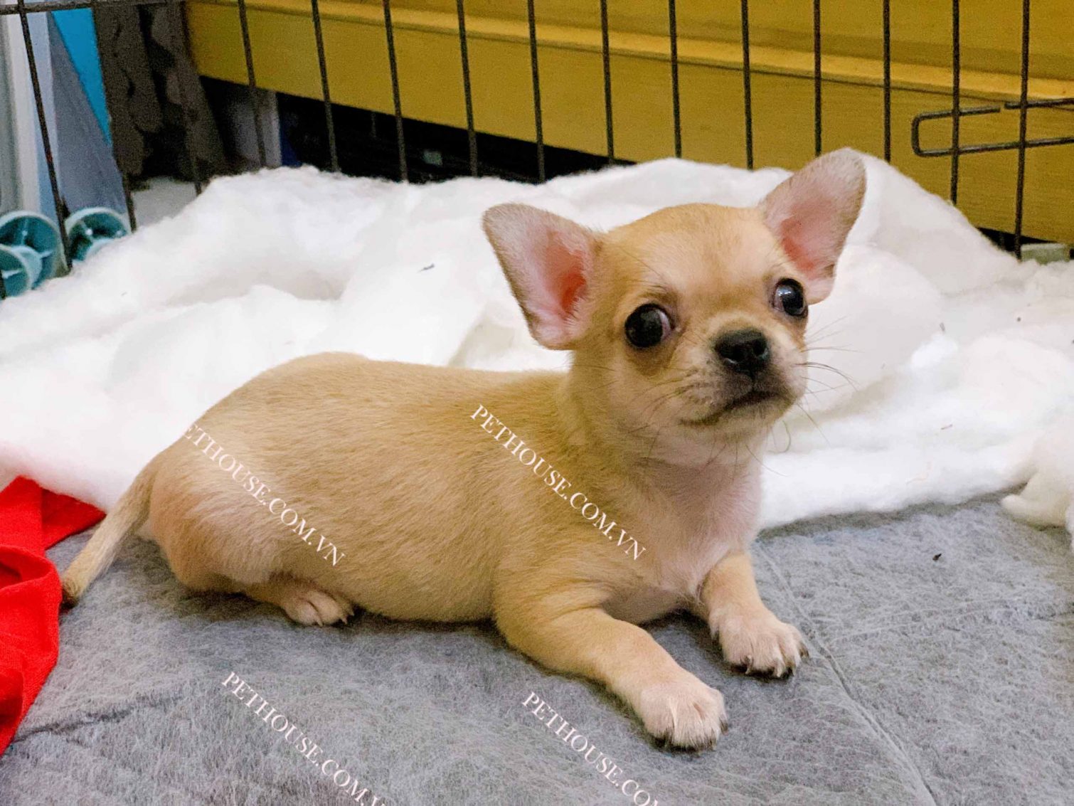 Chó Chihuahua mini vàng kem mã CH087