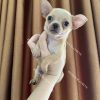 Chó Chihuahua Mini vàng kem mã CH219