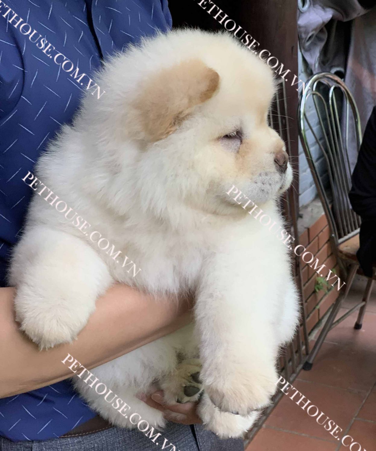 Chó Chow Chow trắng mã CC035