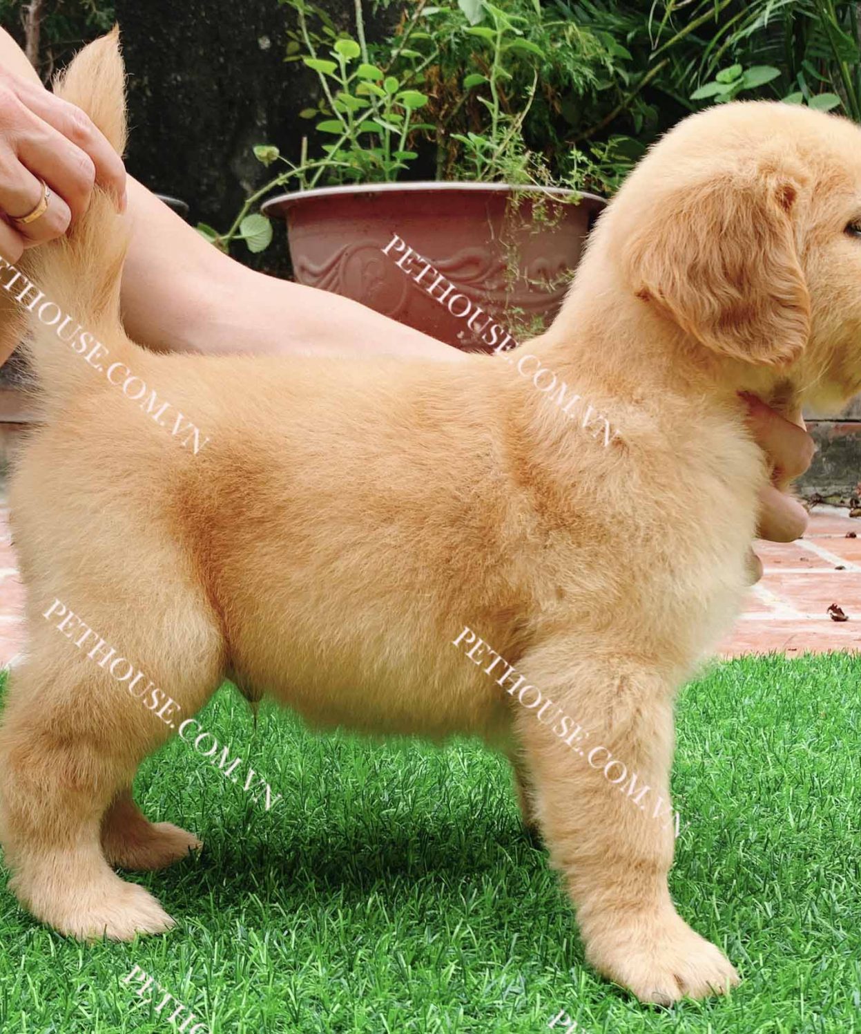 Một chú chó Golden vàng kim khoẻ mạnh, thông minh đang có sẵn tại cửa hàng Pet House. Xem trực tiếp tại cửa hàng hoặc giao hàng miễn phí toàn quốc