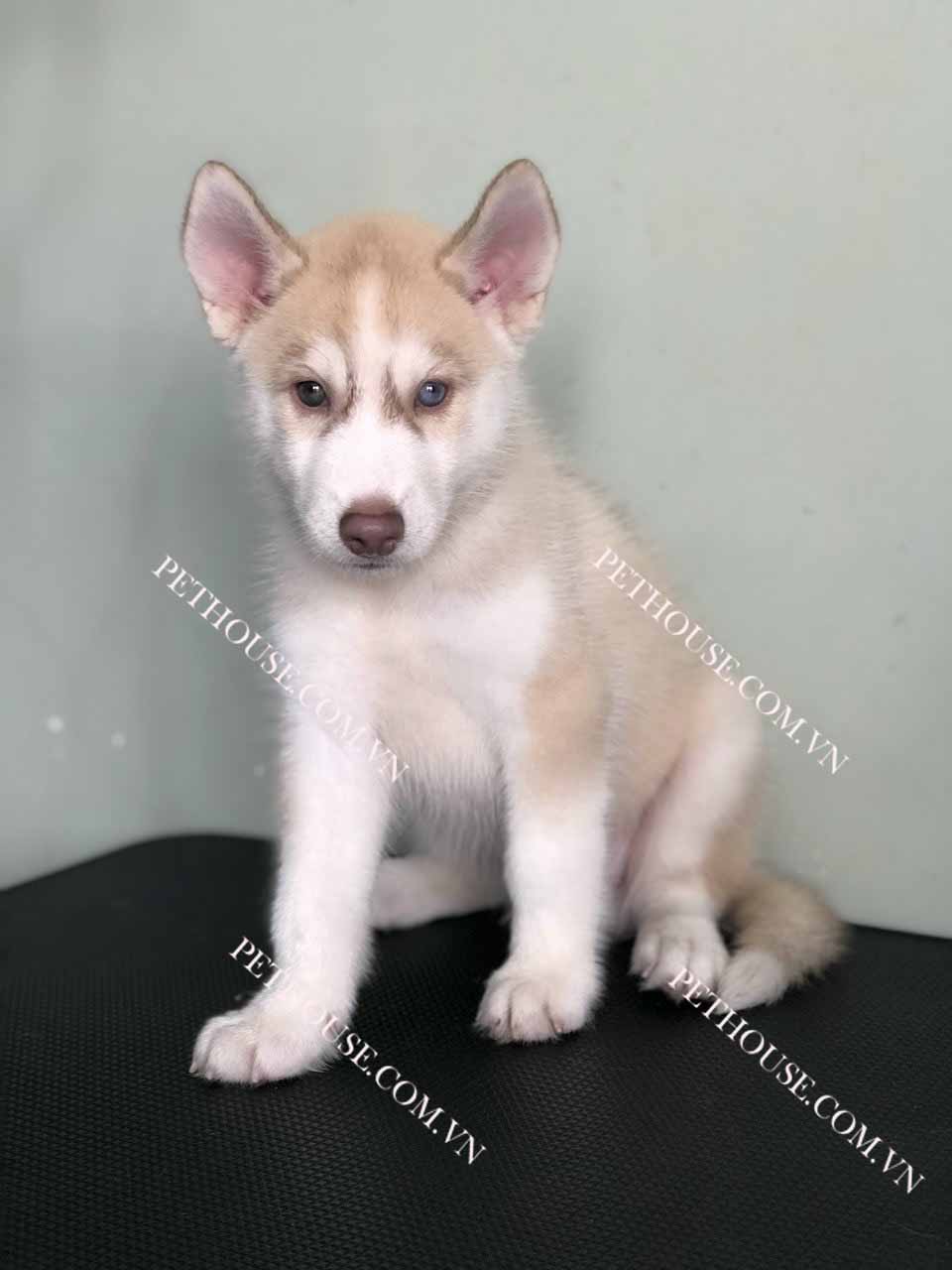 Chó Husky hồng phấn mắt xanh mã HK278