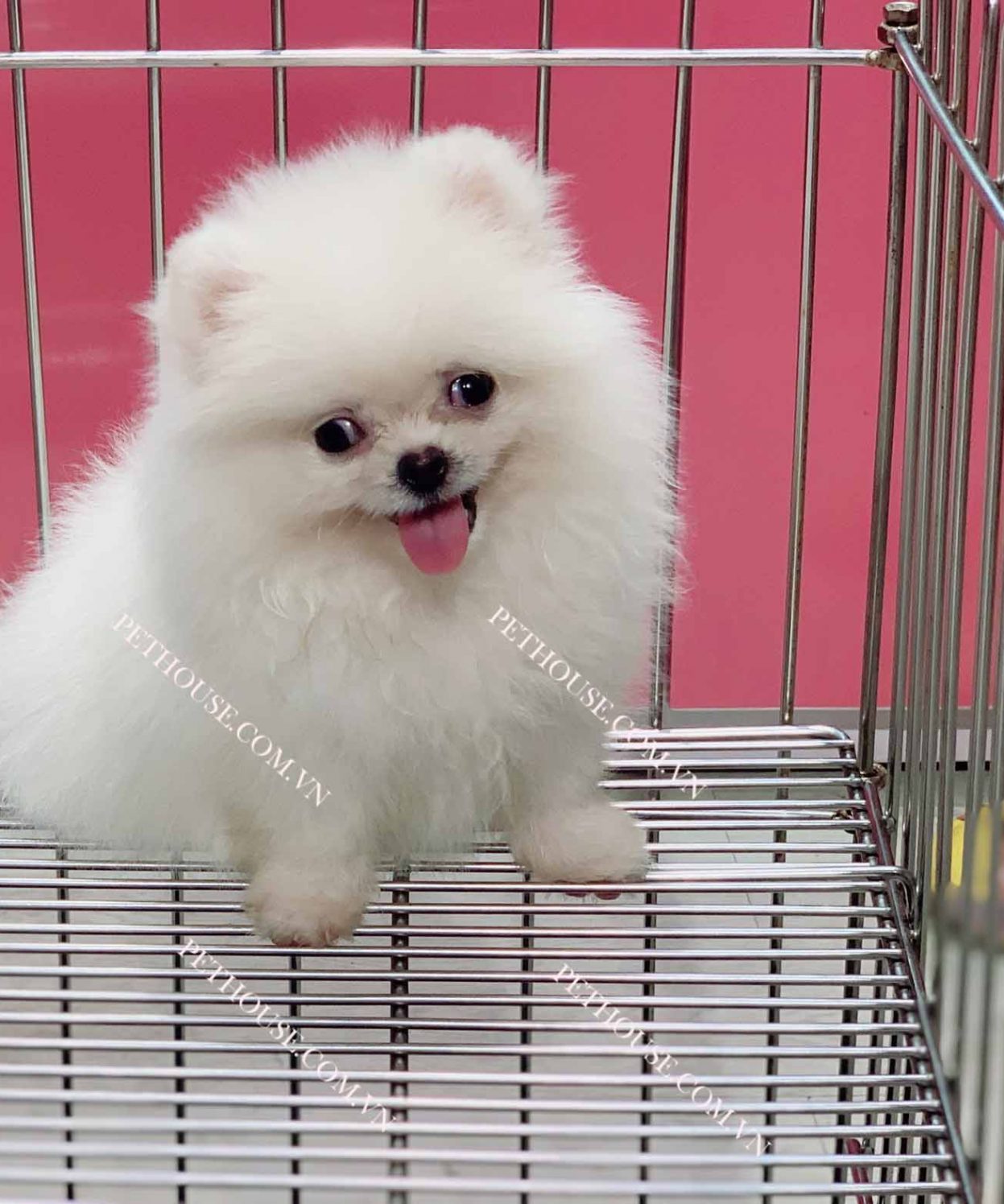 Chó Phốc Sóc mini trắng mã PS018