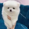 Chó Phốc Sóc mini trắng mã PS021