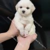 Chó Poodle Tiny Teacup trắng mã PD206