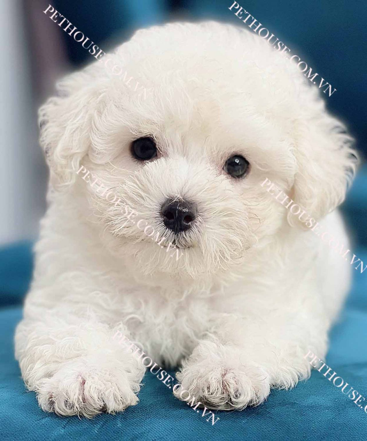 Chó Poodle Tiny trắng mã PD155