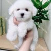 Chó Poodle Tiny trắng mã PD039