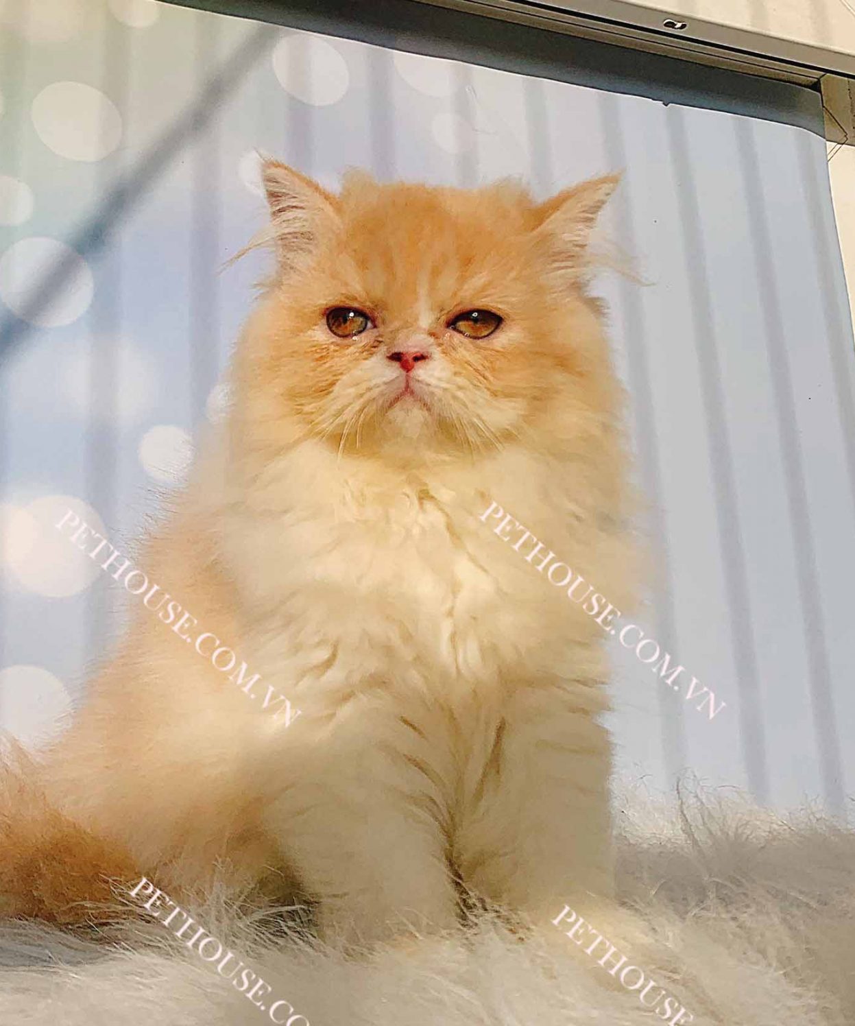 Mèo Ba Tư vàng trắng mã BT316