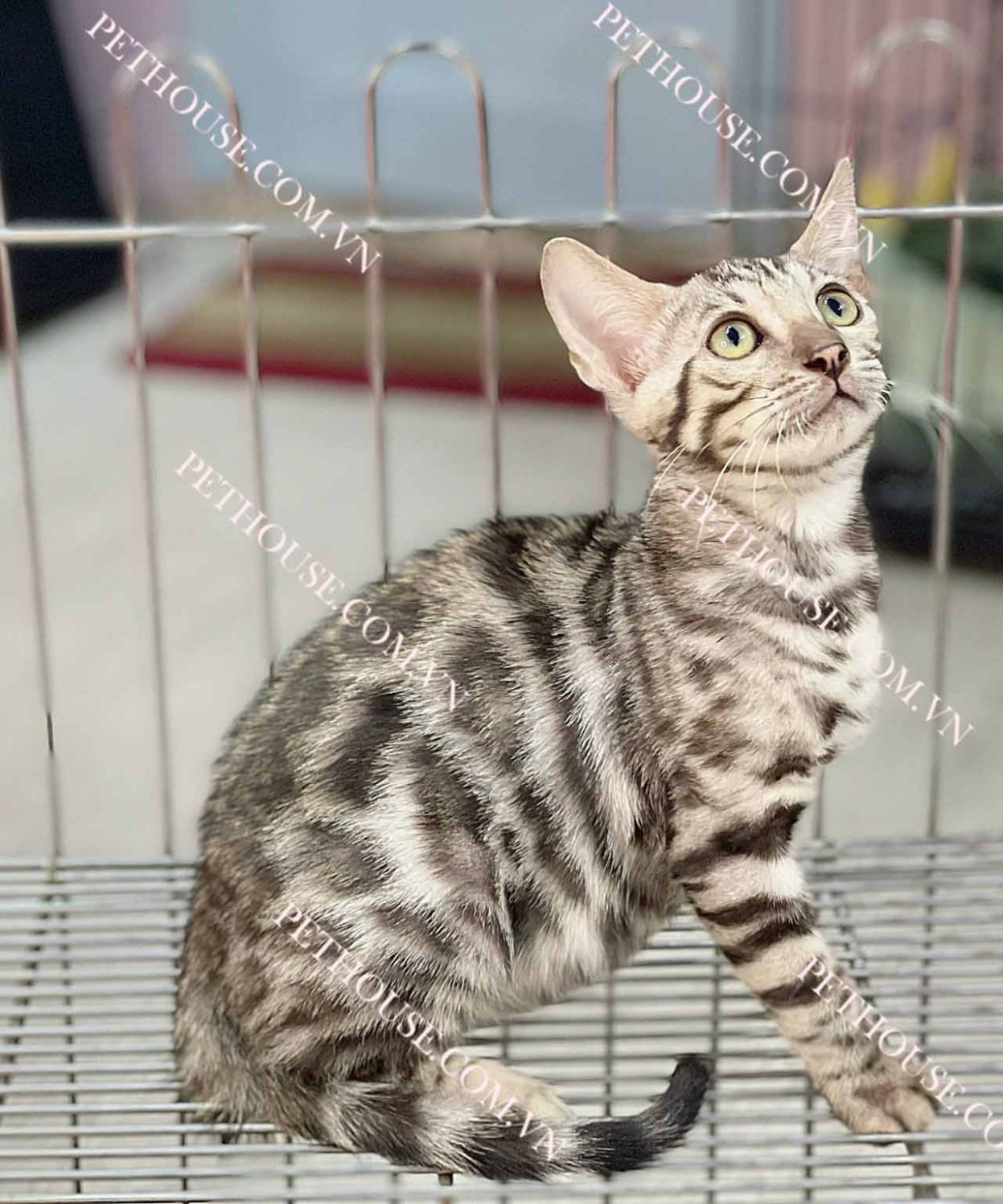 Mèo Bengal Silver mã BG146
