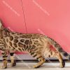 Mèo Bengal brown (nâu) mã BG139
