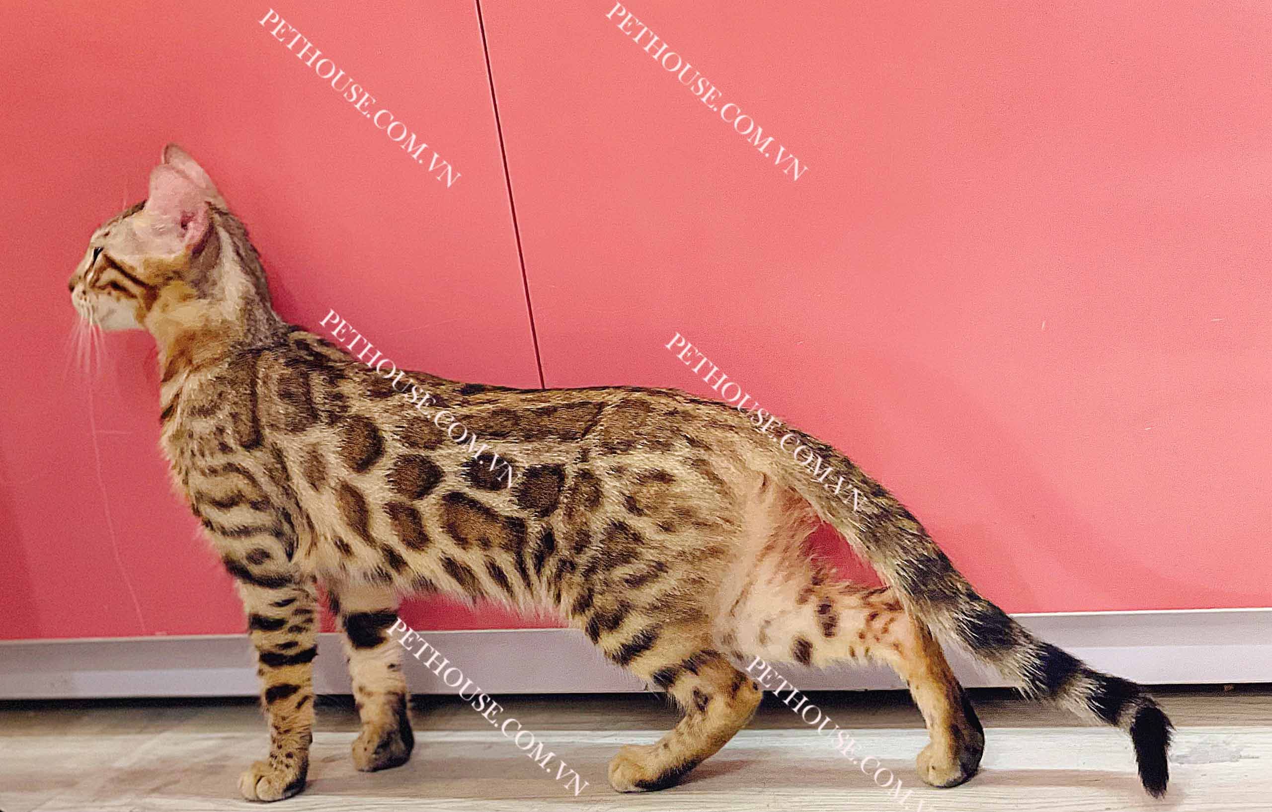 anh meo bengal 2383 Mèo Bengal brown (nâu) mã BG139