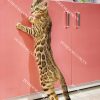 Mèo Bengal brown (nâu) mã BG139