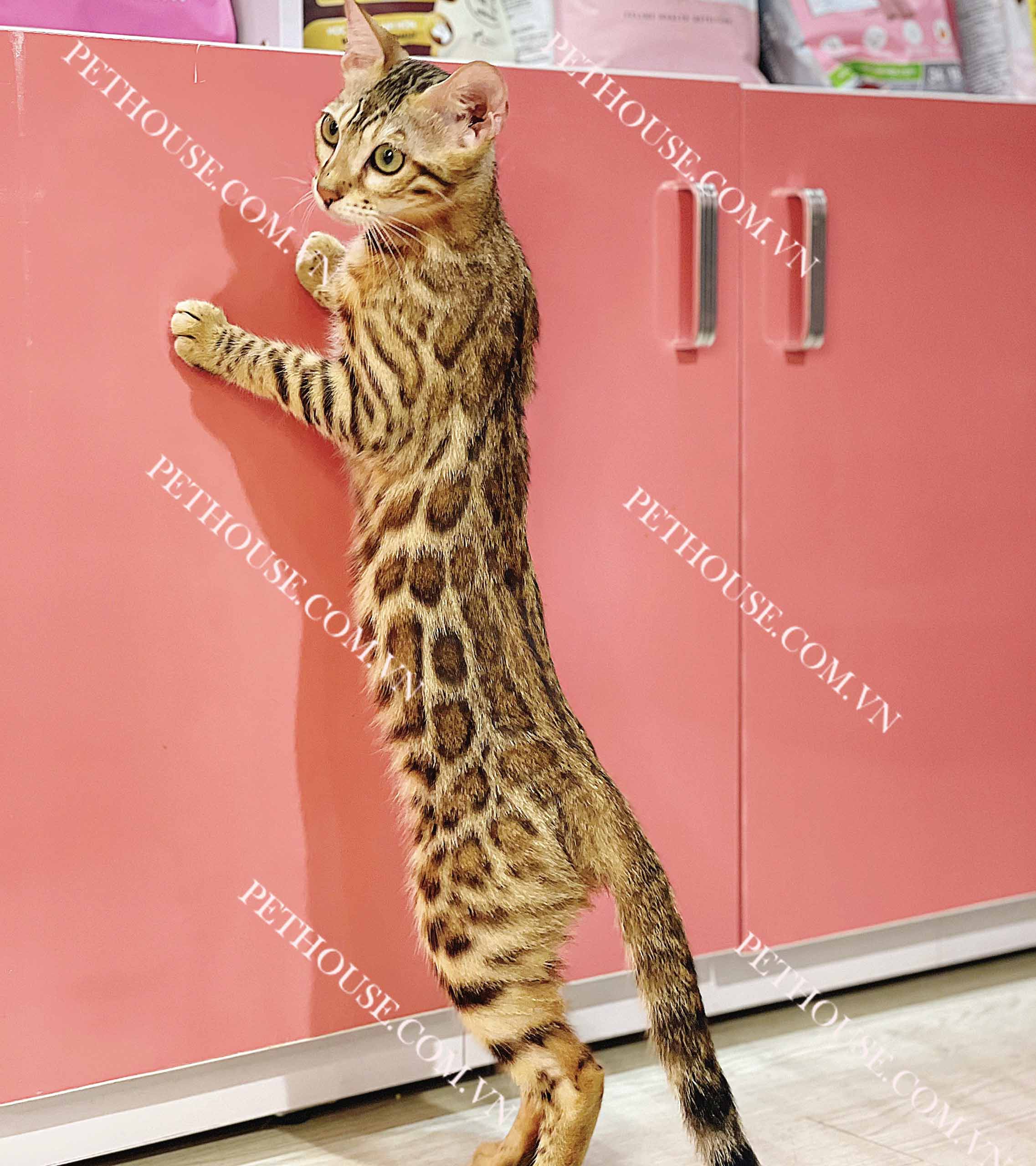 anh meo bengal 2387 Mèo Bengal brown (nâu) mã BG139