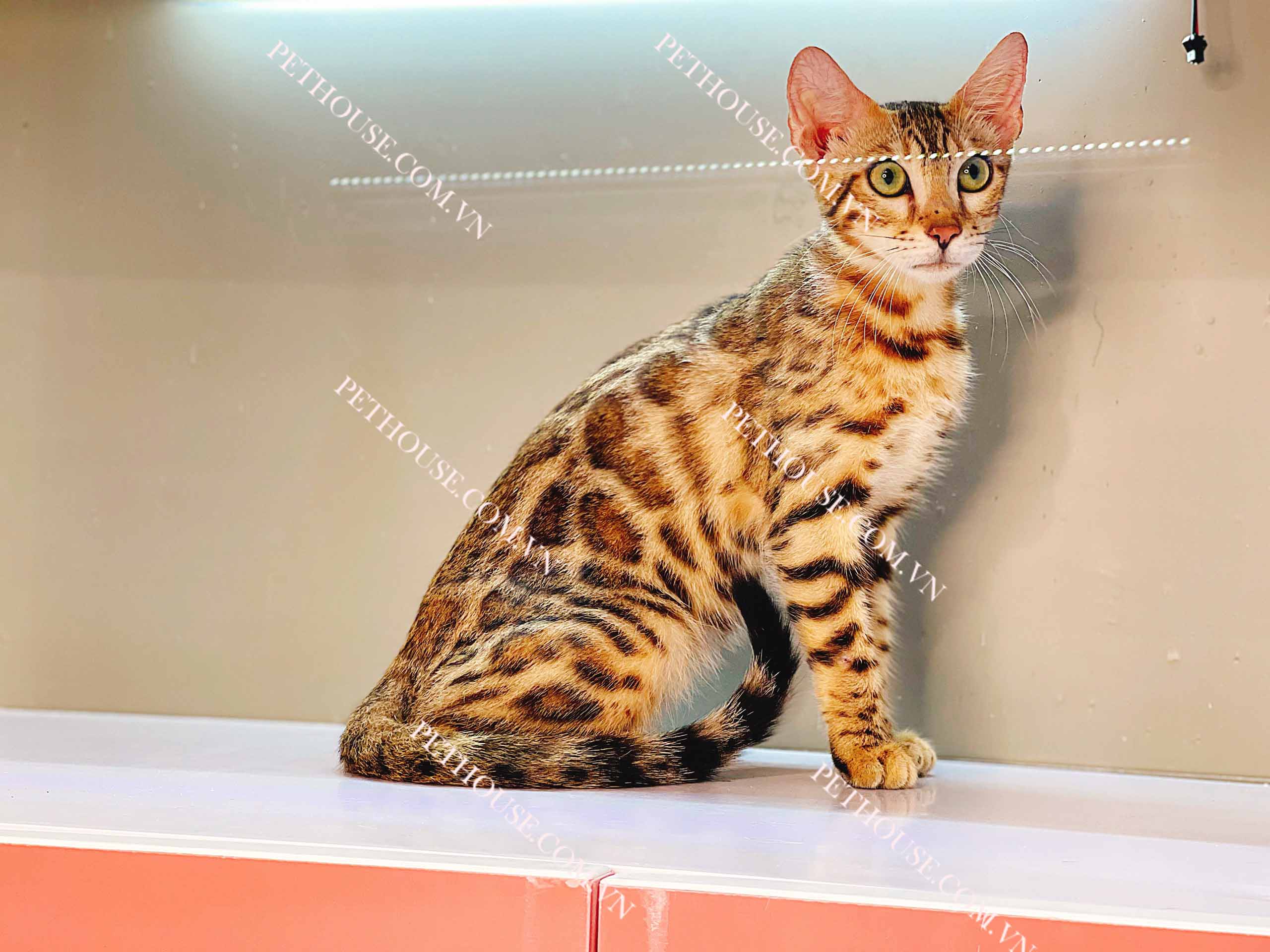 anh meo bengal 23874349 Mèo Bengal brown (nâu) mã BG139