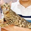 Mèo Bengal brown (nâu) mã BG139