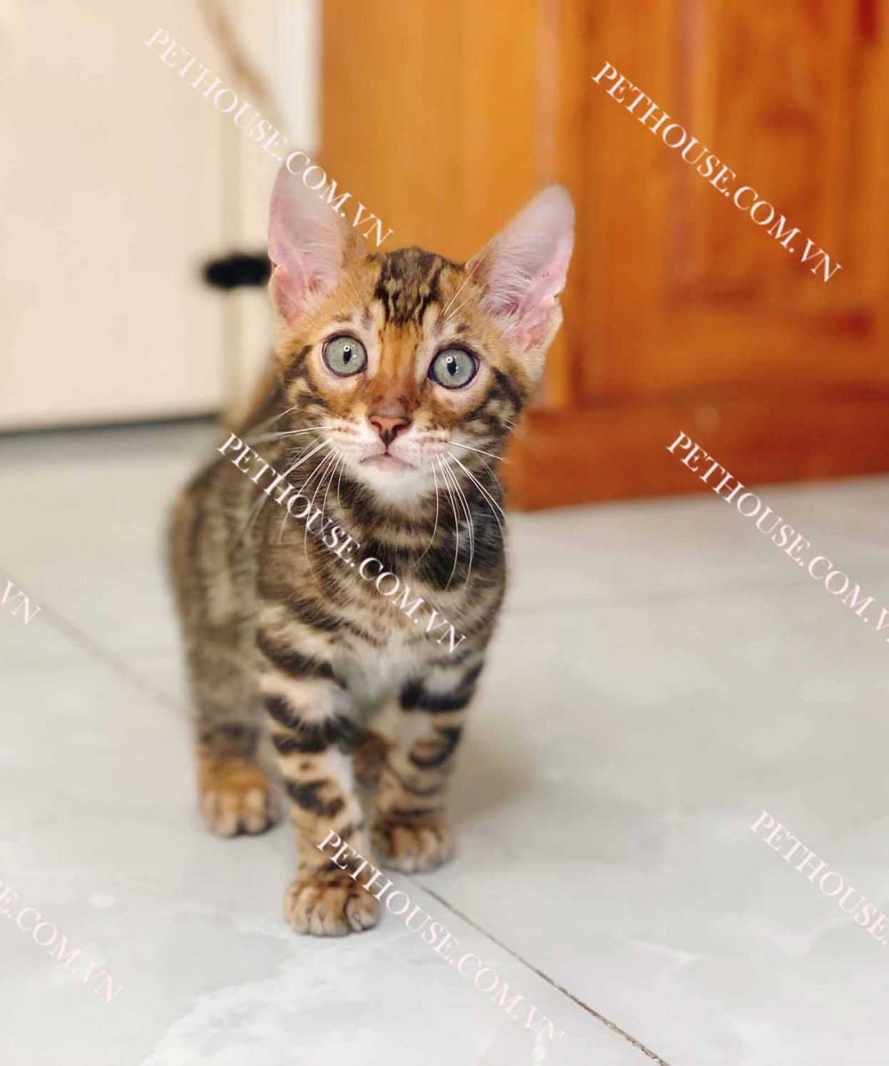 Mèo Bengal nâu mã BGL048