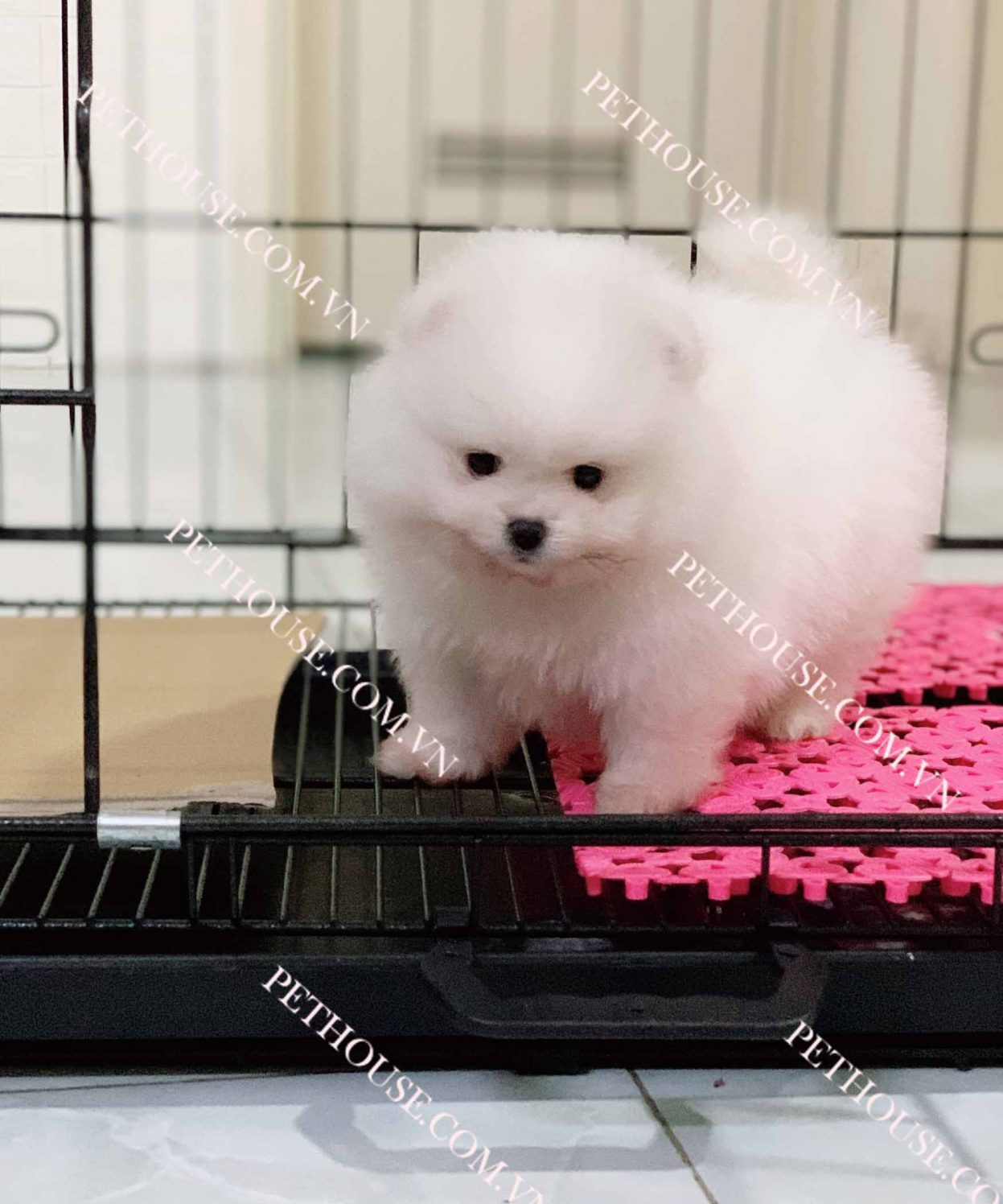 Chó Phốc Sóc Mini Vip trắng mã PS177