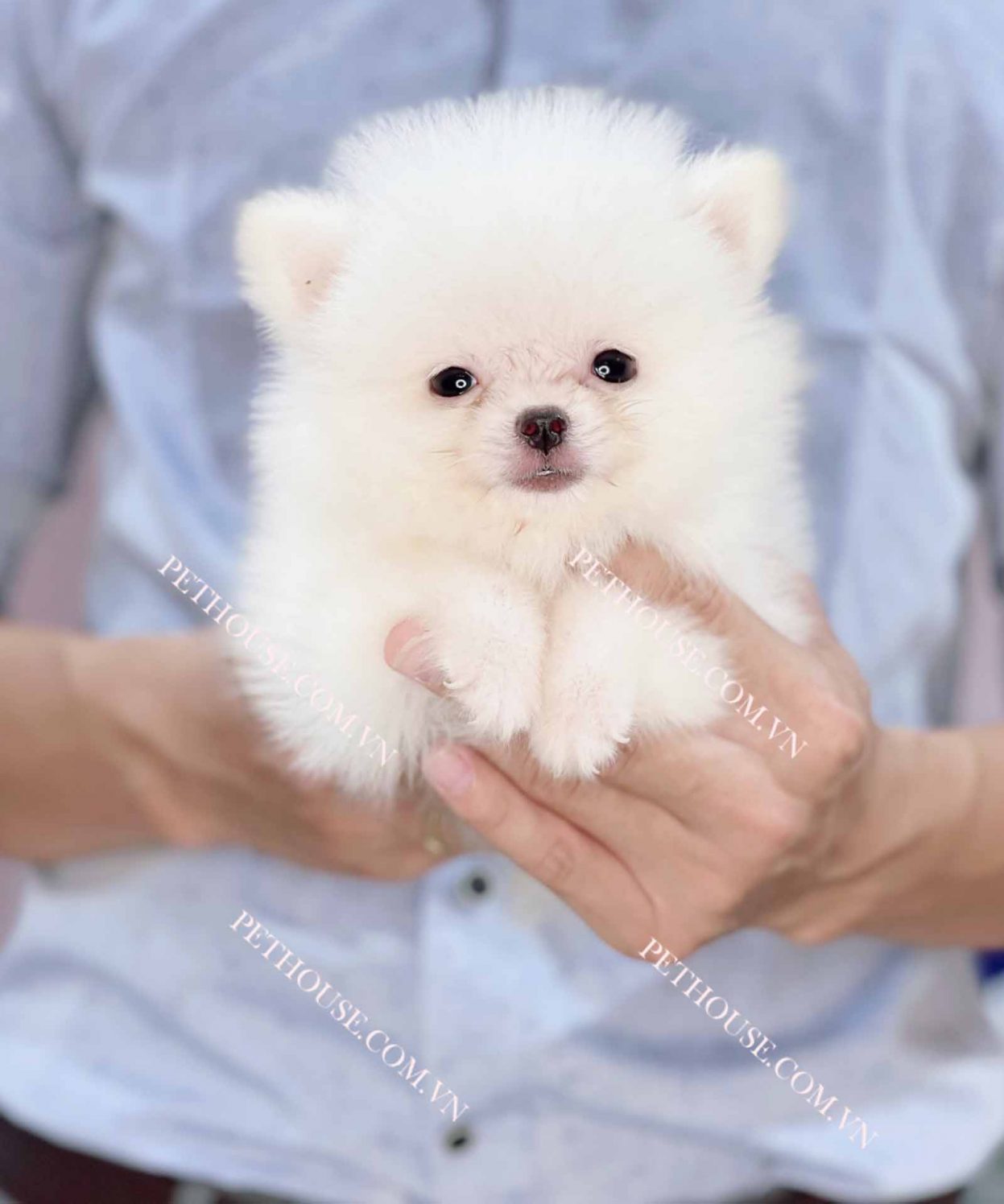 Chó Poodle Teacup trắng mã PD391