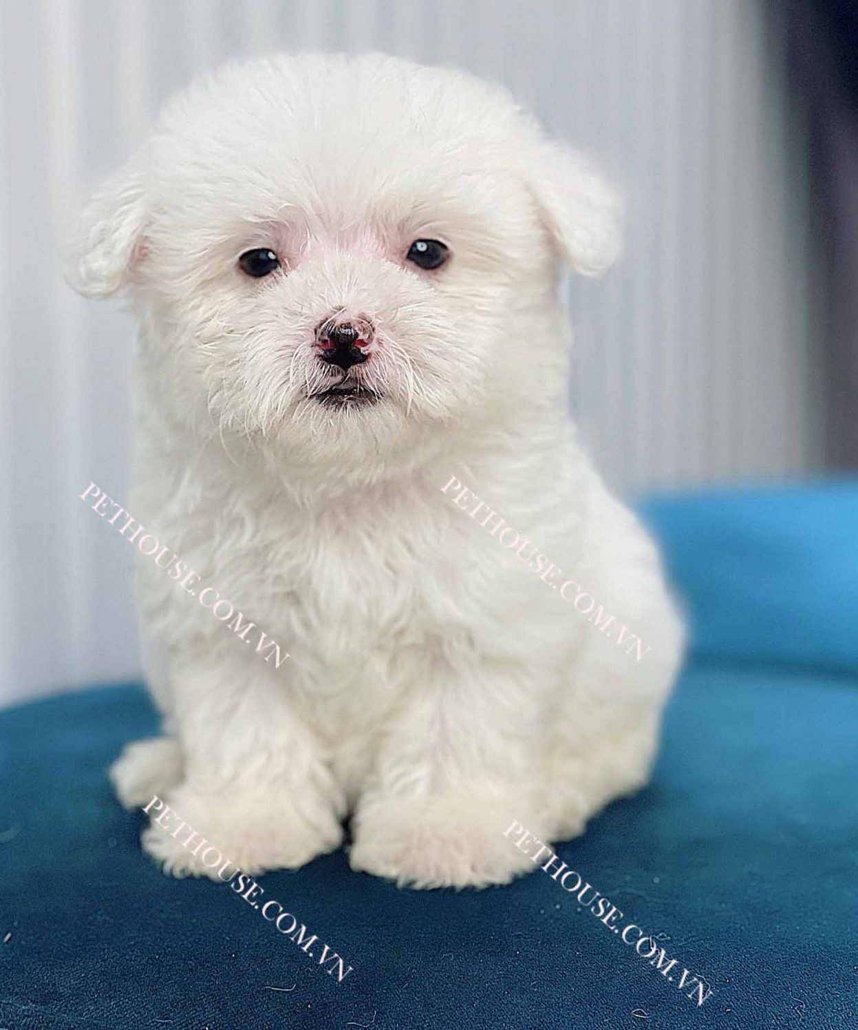 Chó Poodle Teacup trắng mã PD389