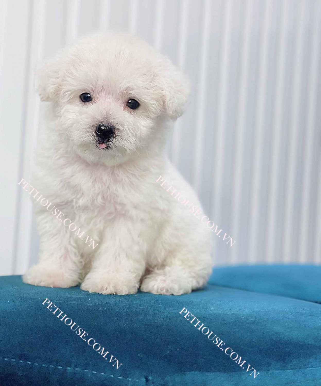 Chó Poodle Teacup trắng mã PD390