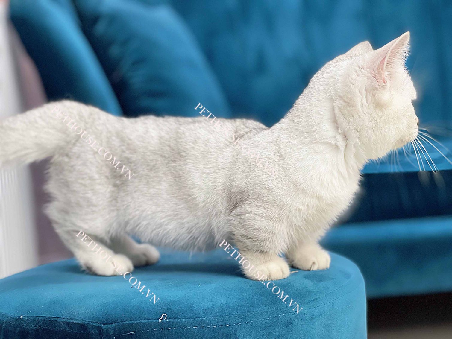 Mèo Munchkin Silver mã MK403
