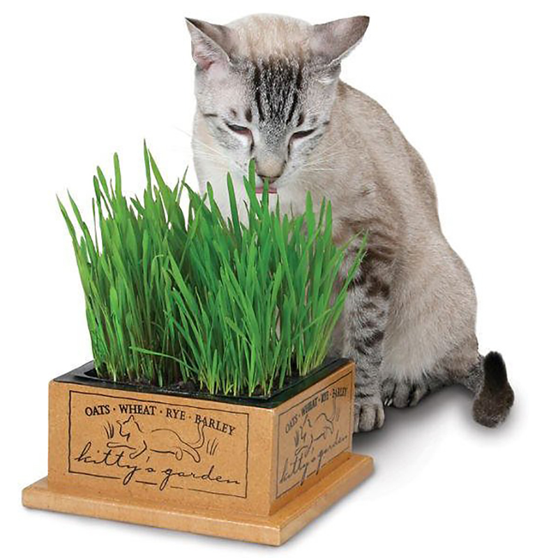 Hạt giống cỏ mèo giúp giảm búi lông